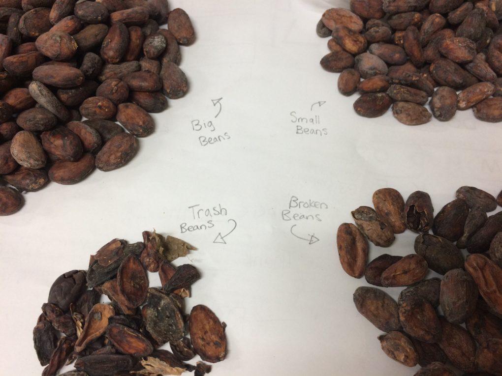 How Is Chocolate Made Making Chocolate From Tree To Bar 