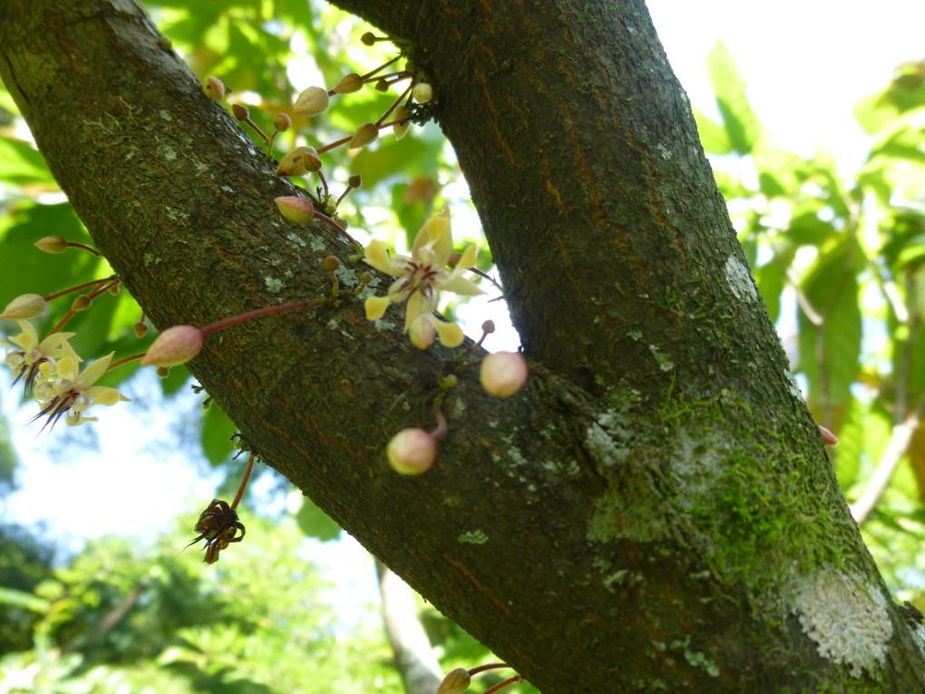 cacao flowers blooming on the trunk of   cacao tree in guatemala