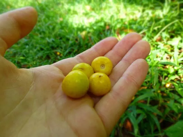 Beautiful & delicious nance fruits! Thye just fall to the ground when they're ripe & you pick them up and eat around the pit.