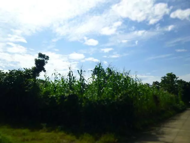 Some maiz/corn growing on some of Jorge's land.