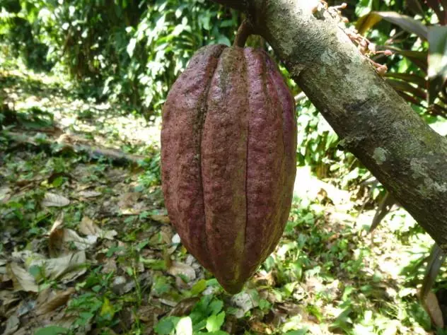 A trinitario cacao pod a few weeks from being picked.
