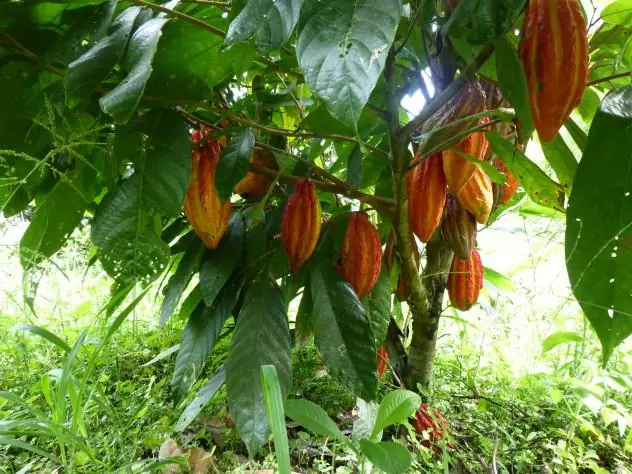 Cacao growing on a tree in Ecuador.
