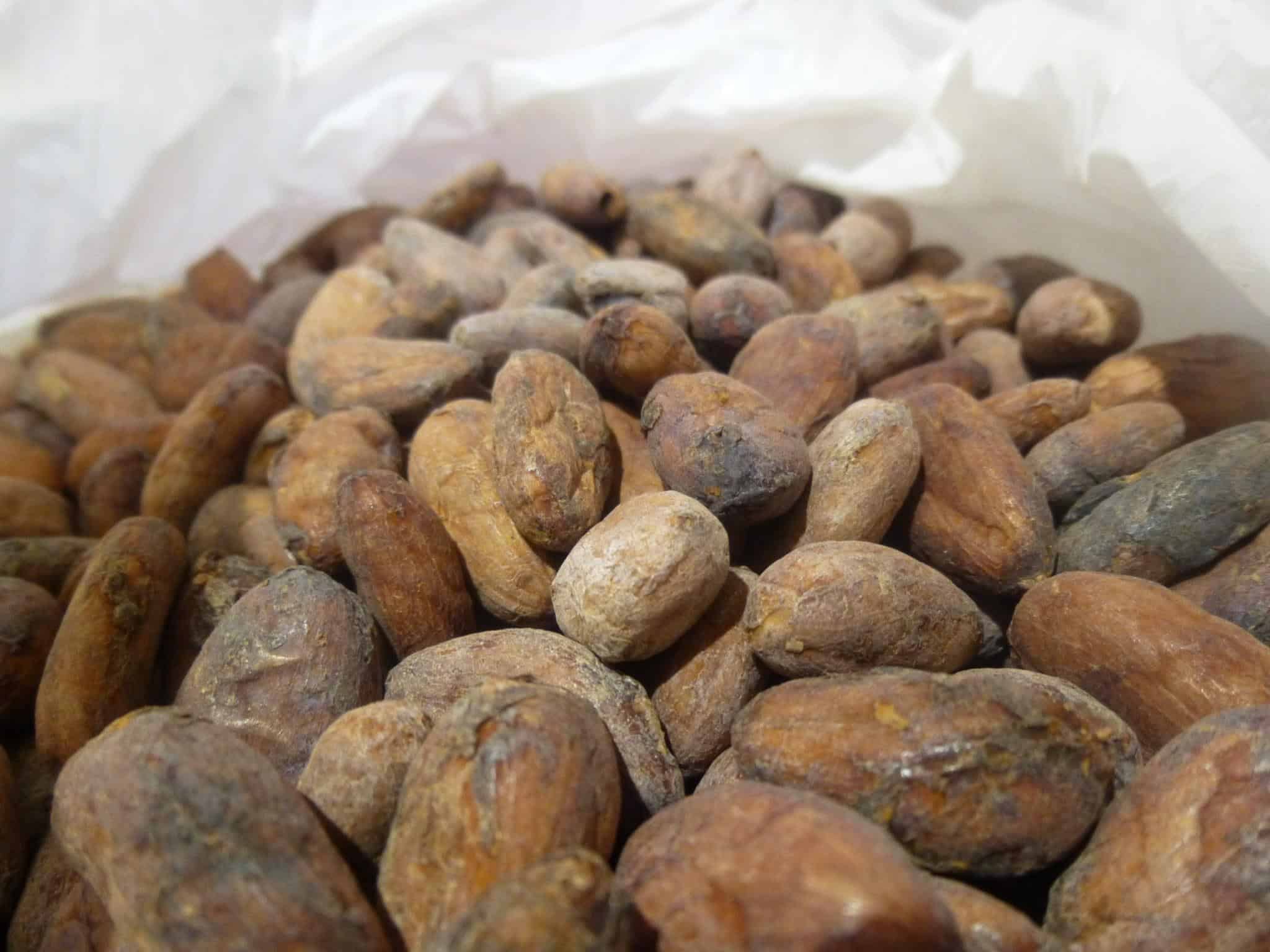 cocoa beans Is Essential For Your Success. Read This To Find Out Why