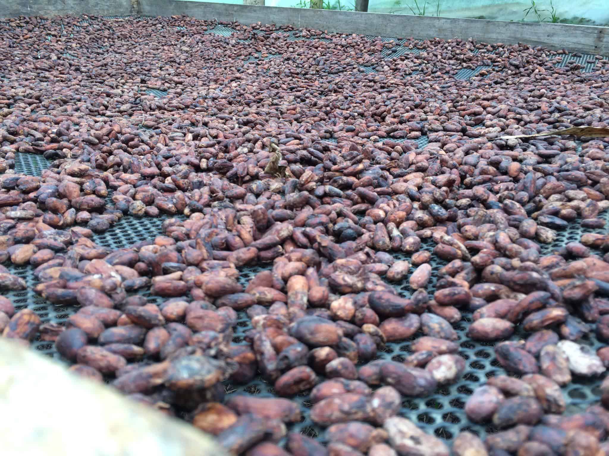 Cacao drying at the Chocolate Facory in Mindo