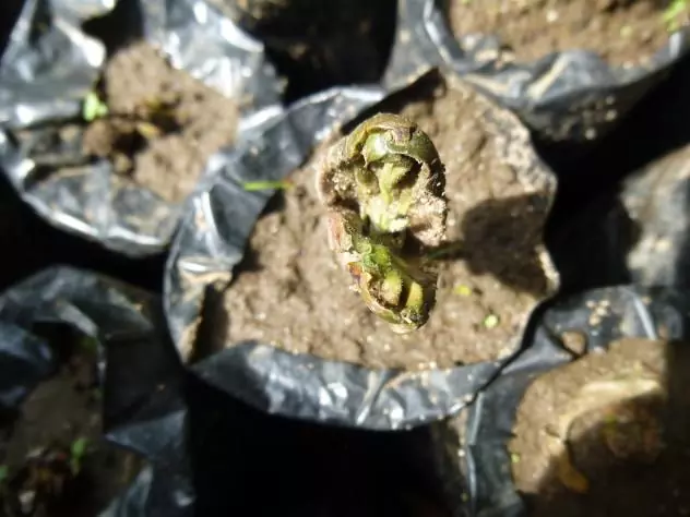 A germinated cacao seed slowly becoming a cacao tree at a nursery in rural Guatemala, June 2015.