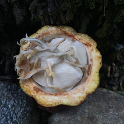 Opened Cacao pod in Baracoa Opened Cacao pod in Baracoa