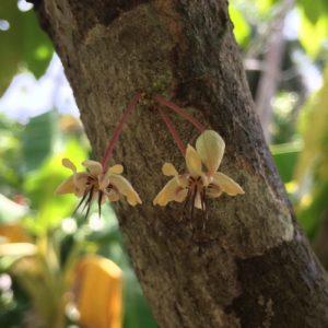 Cacao flowers baracoa Cuba Cacao flowers in bloom on the trunk of a cocoa tree.