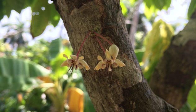 Cacao flowers in bloom on the trunk of a cocoa tree.