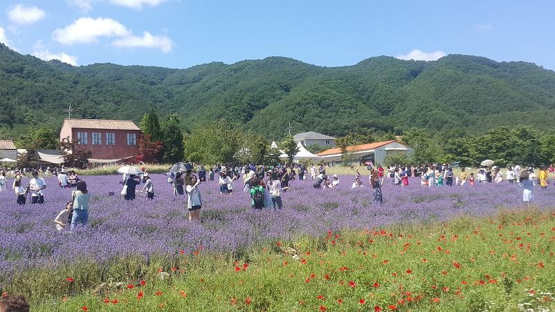 Annual lavender festival.