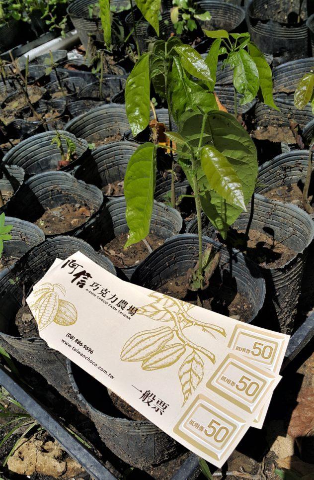 uncle a shin choco farm kenting pingtung taiwan baby cacao farm uncle a shin choco farm kenting pingtung taiwan baby cacao farm