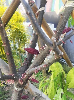 uncle a shin choco farm kenting pingtung taiwan cacao trees uncle a shin choco farm kenting pingtung taiwan cacao trees