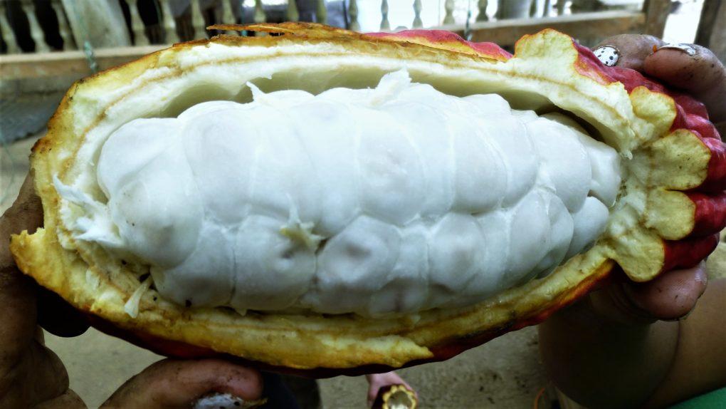 Cacao vs Cocoa How They're Different (Expert Reveals)