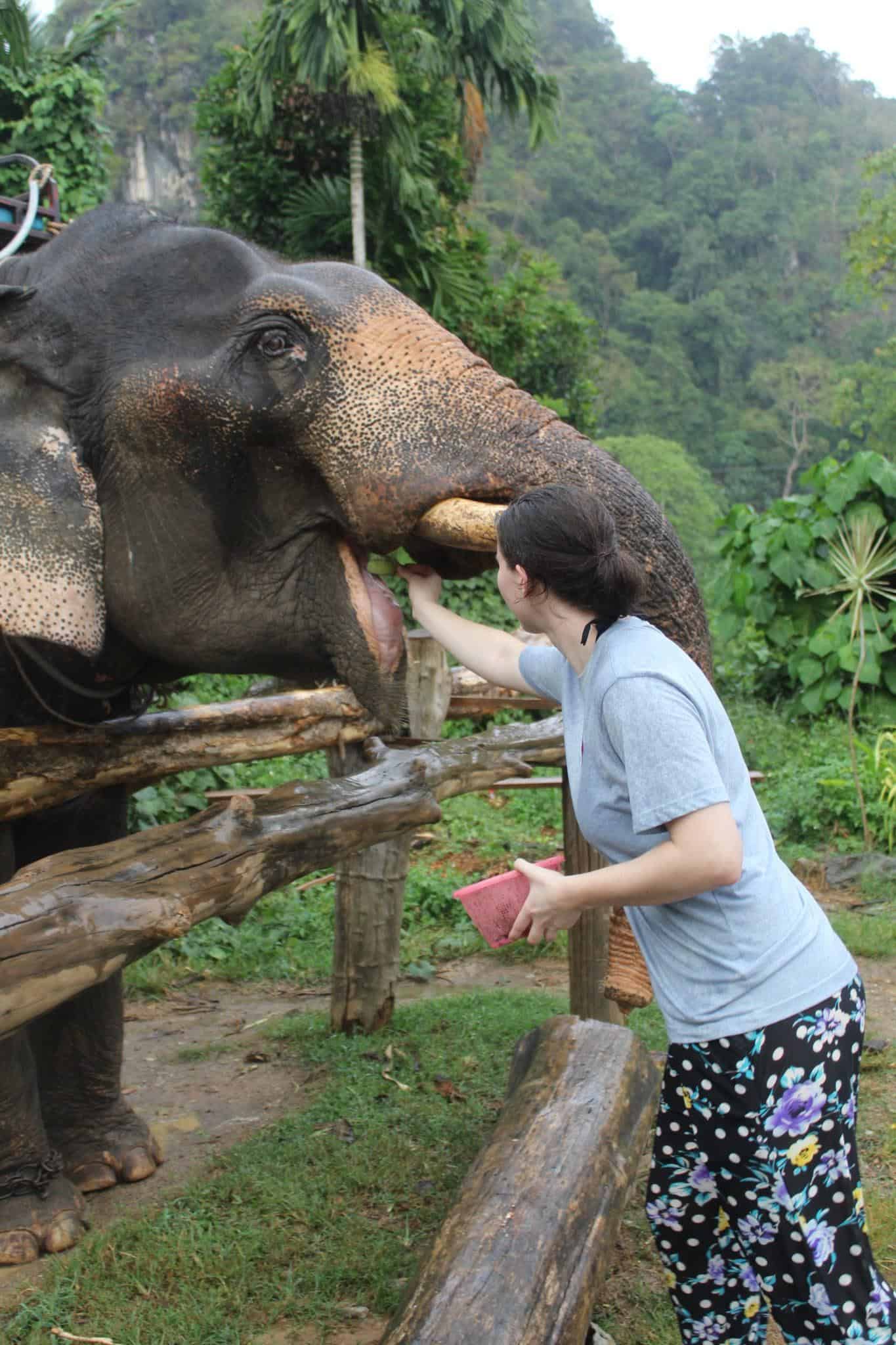 Full-length photo of feeding a smiling Thep the elephant a banana in Krabi, Thailand