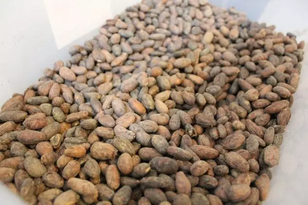 Vietnamese cacao beans recently roasted in Boehnchen craft chocolate factory in Bangkok, Thailand