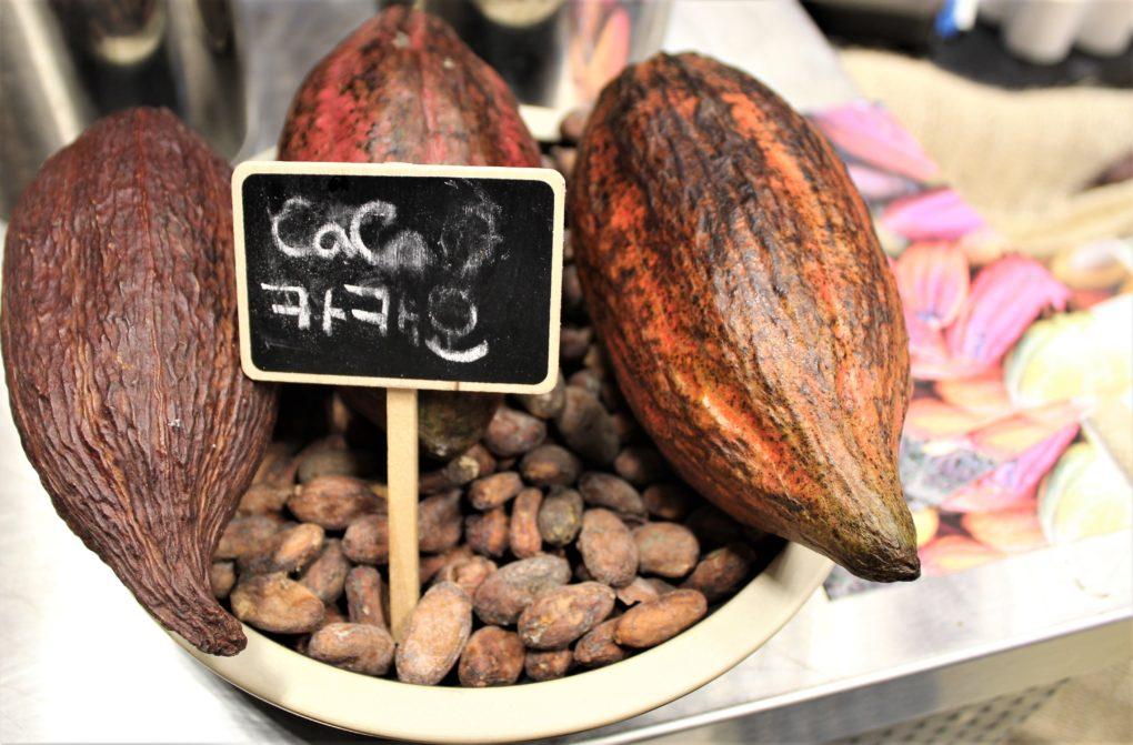 Fresh cacao pods with raw cacao beans