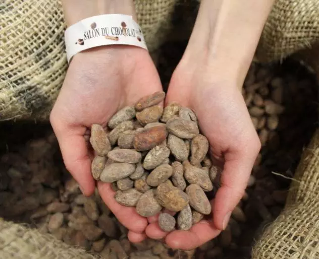 Seoul salon du chocolat 2018: handful of raw Venezuelan cacao bean