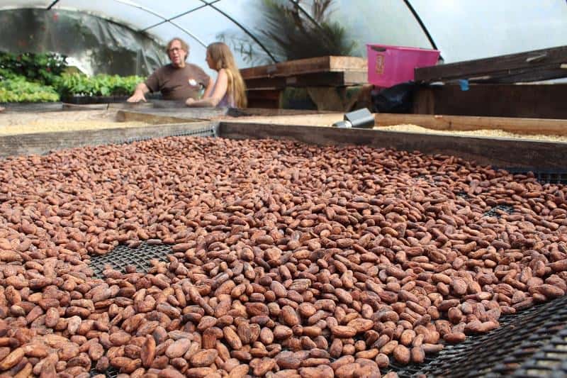 Rød folkeafstemning Creek Cacao vs Cocoa: How They're Different (Expert Reveals)