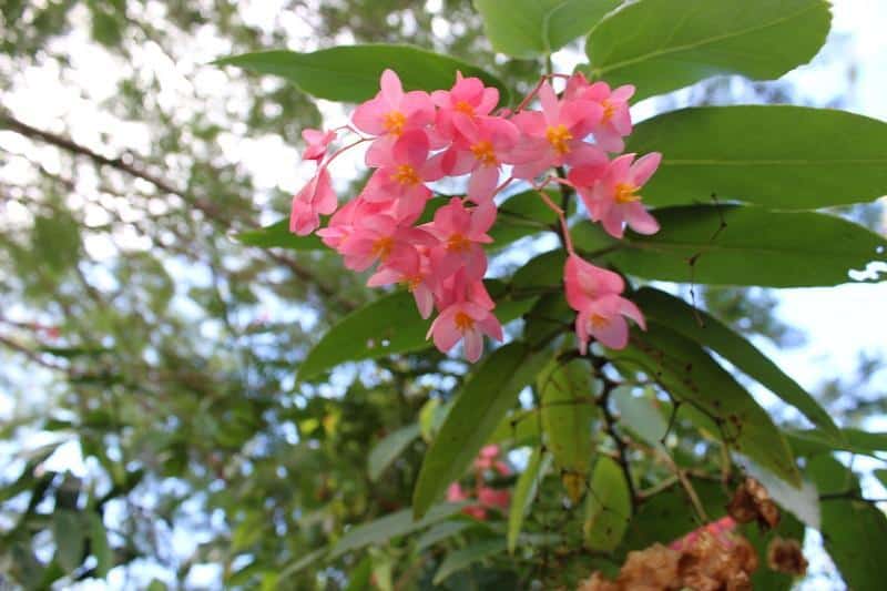 cocoa farm tour