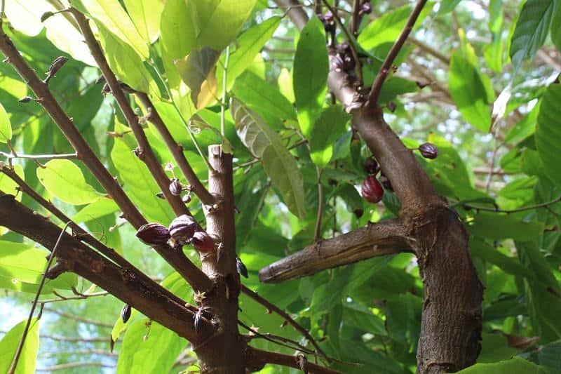 cocoa farm tour