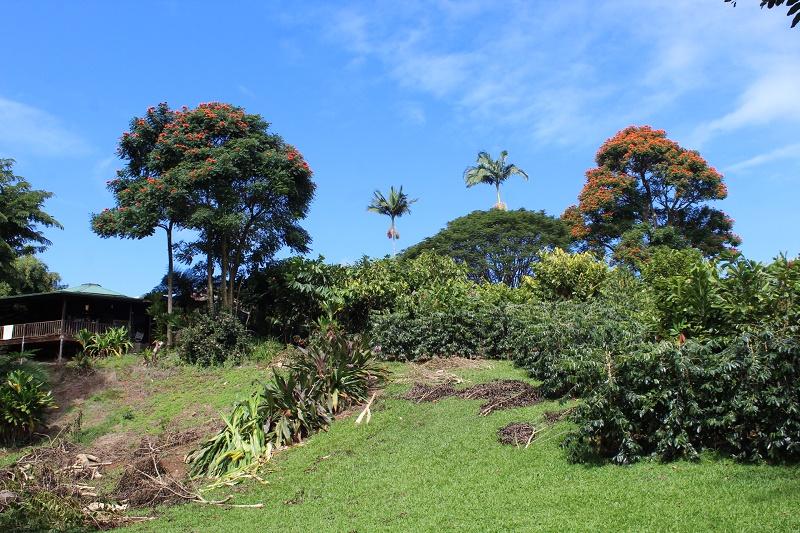 big island chocolate tour