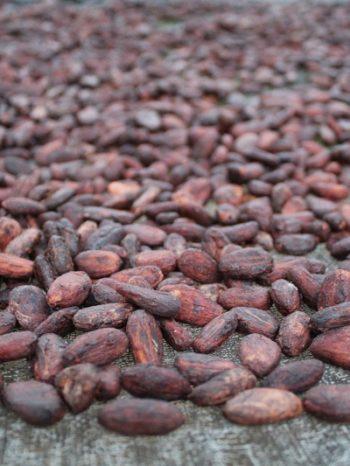 Cacao vs. Cocoa: How They're Different 20190205131100 IMG 5204 1 350x466 - Cacao vs. Cocoa: How They're Different