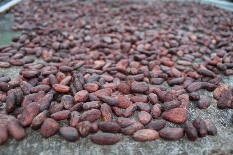 Solid Reasons To Avoid cacao beans