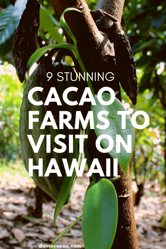 Hawaiian Chocolate: Big Island Cacao Farm Tours & Chocolate Shops pinterest pin with green cacao pod