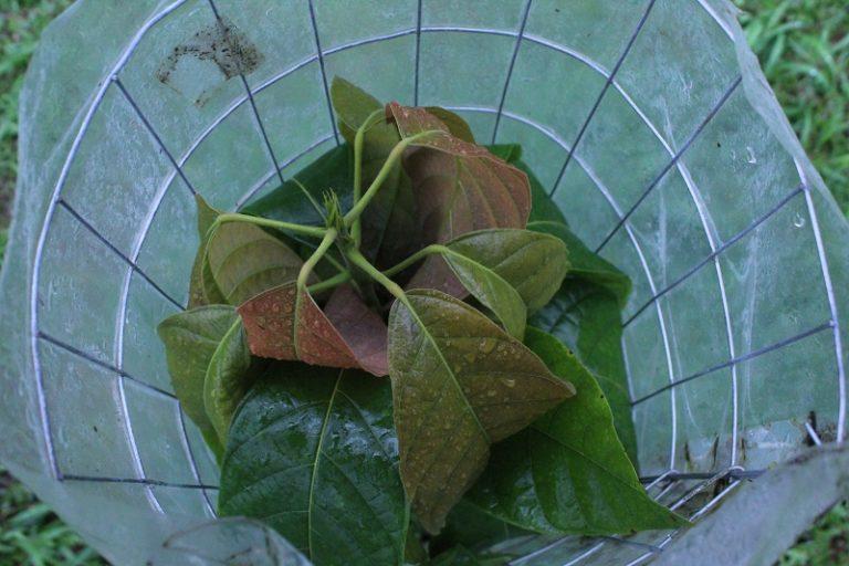 Hawaiian Chocolate Big Island Cacao Farm Tours & Shops