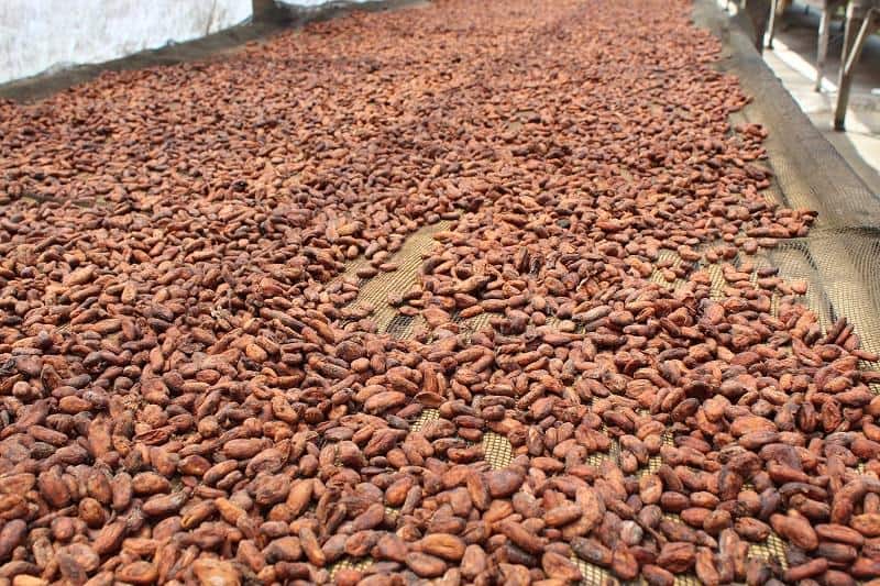 cacao beans used in keto chocolate brands.