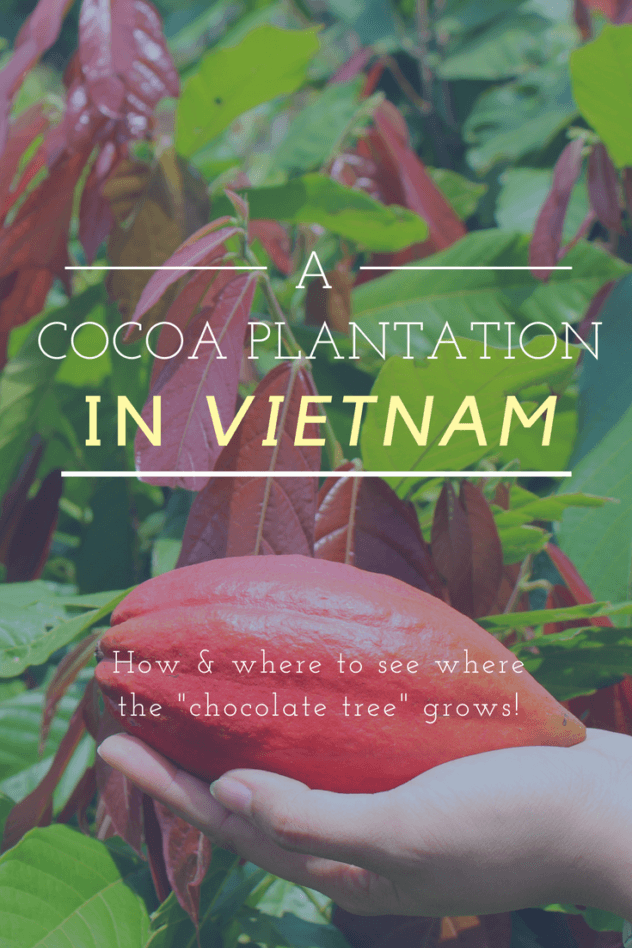 Vietnam cocoa plantation pinterest pin 2