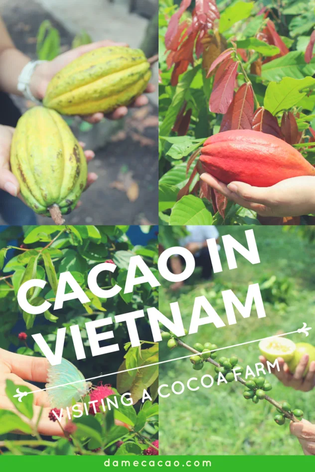 Vietnam cocoa plantation pinterest pin 3