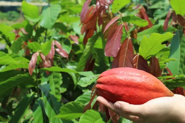 Azzan Vietnam Cocoa Plantation Visit Holding Cocoa Pod