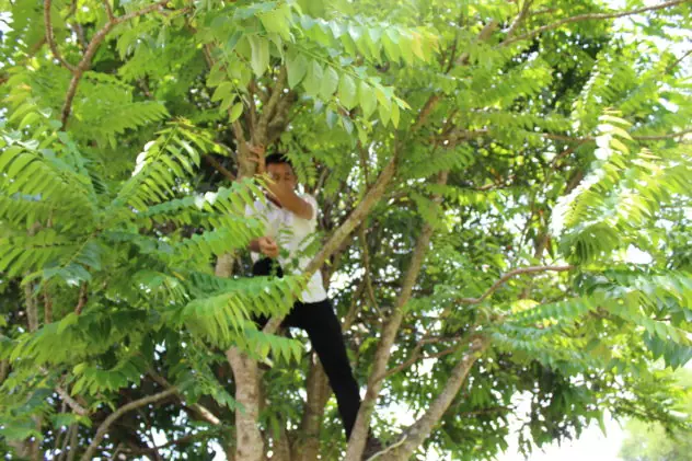Azzan Vietnam Cocoa Plantation Visit Climbing Tree for Fruit