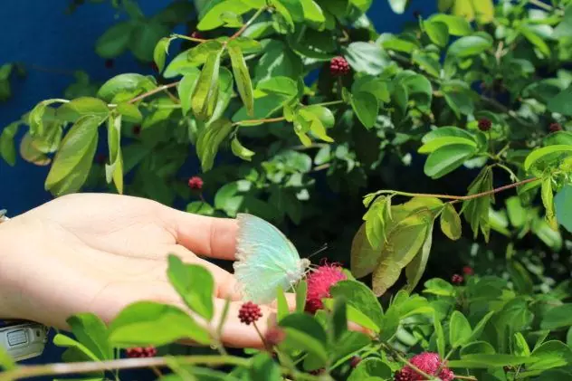 Azzan Vietnam Cocoa Plantation Visit Holding Iridescent Butterfly