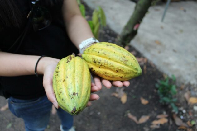 Azzan Vietnam Cocoa Plantation Visit Holding Fresh Cacao Pods