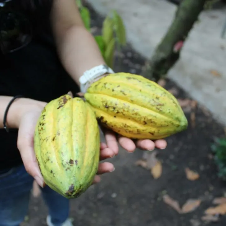 Azzan Vietnam Cocoa Plantation Visit Holding Fresh Cacao Pods