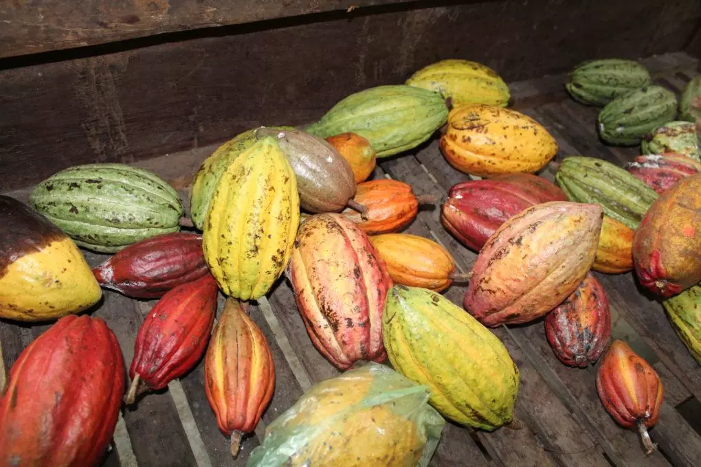 Azzan Vietnam Cocoa Plantation Visit Fresh Cacao Pods