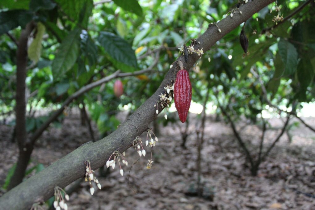 Azzan Vietnam Cocoa Plantation Visit Baby Cacao Pod
