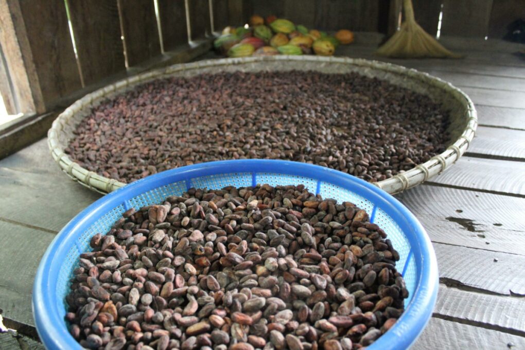 Azzan Vietnam Cocoa Plantation Visit Dried Cacao Beans