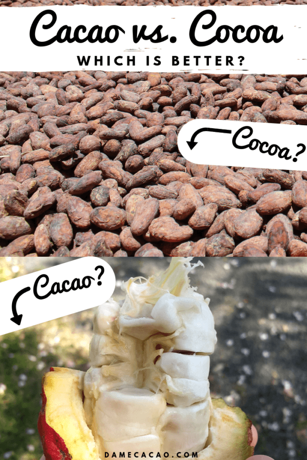 Cacao v Cocoa Pinterest Pin 1