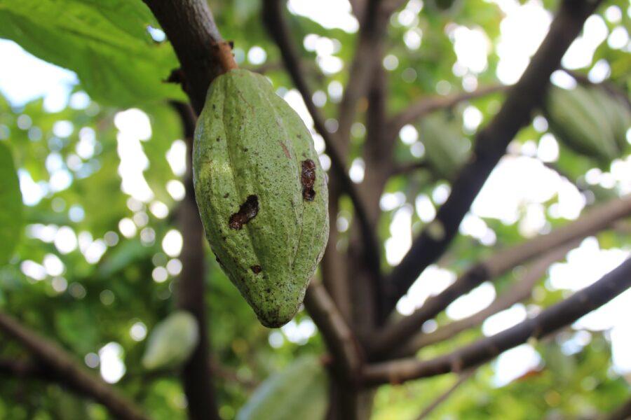 Where does chocolate come from 