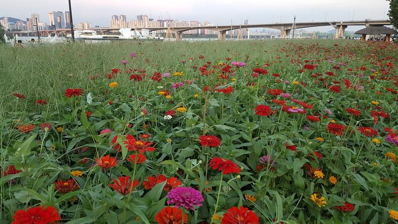 Colorful flowers in Seoul.