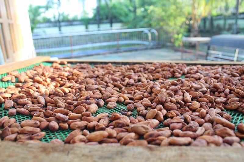 Cacao beans used in the best Belgian chocolate brands, highlighting Belgium's rich chocolate history.