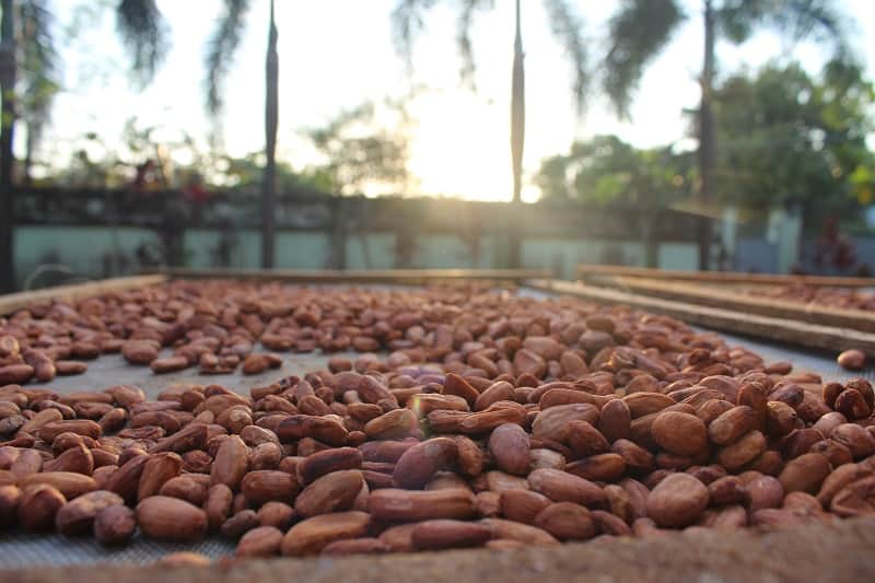 cacao beans featured in a guide to chocolate books for every level.