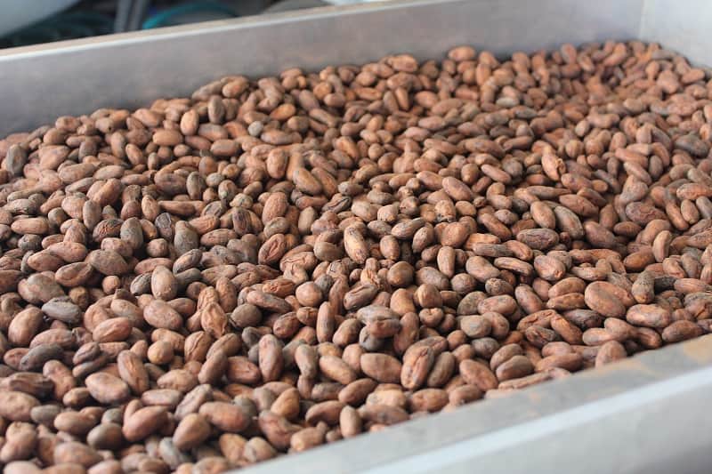 ceremonial cacao beans showcasing their rich, natural texture for a guide on their benefits and uses.