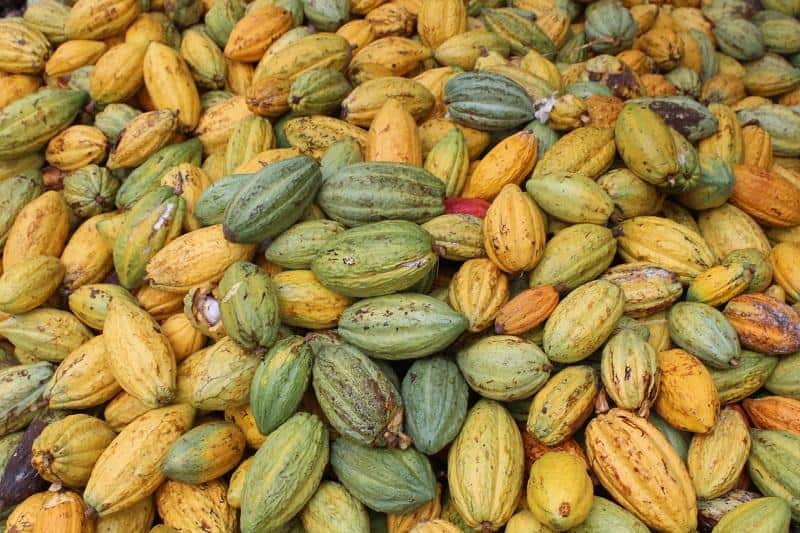 What Are Cacao Nibs? Nutrition, Benefits, and Culinary Uses