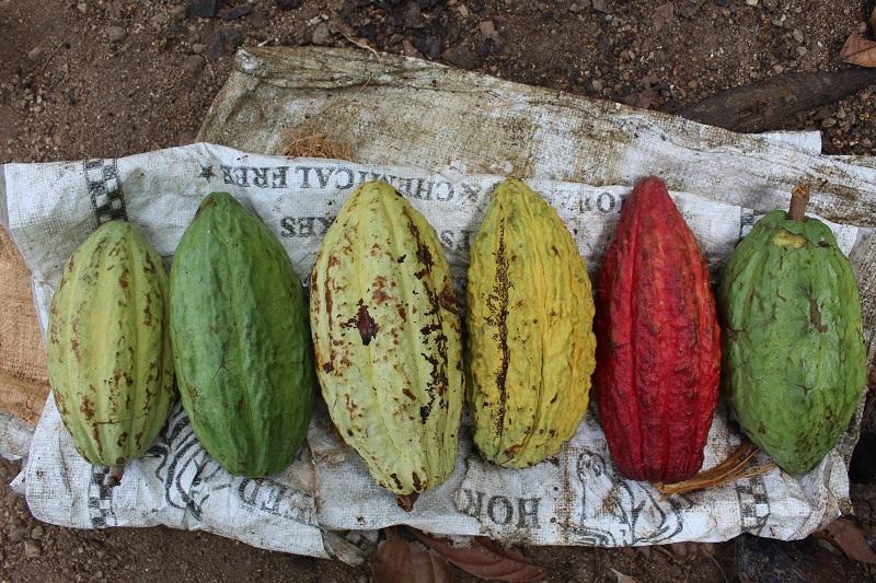 Cocoa pods lined up on a farm in Southern India, highlighting the origins of chocolate and cacao in our list of essential books.