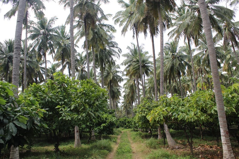 Indian Chocolate & Cacao Culture