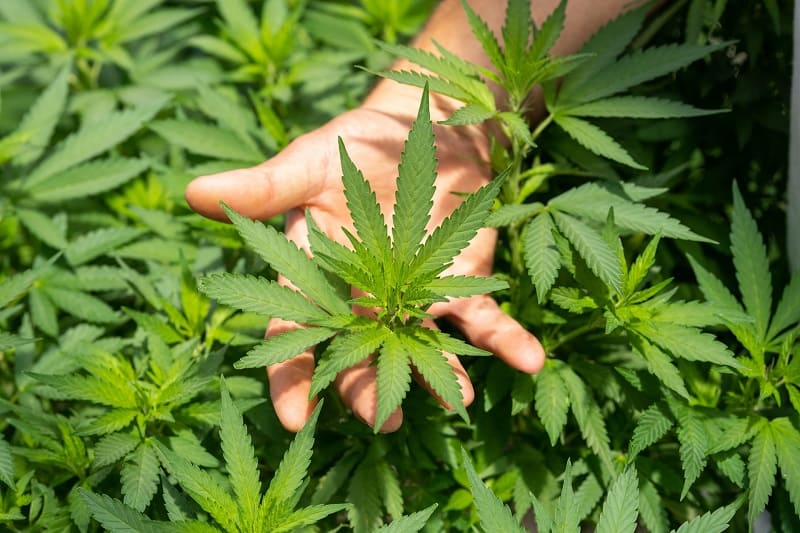 Leaves of a cannabis plant showcasing the natural source of CBD.