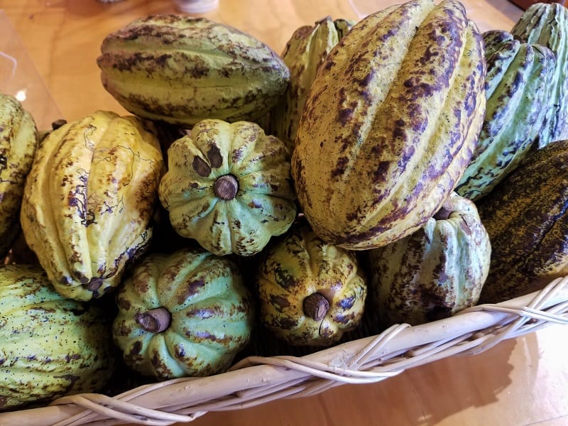 Raw cacao pods used for ceremonial cacao recipes.